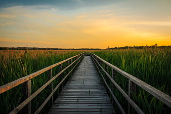 Wooden boardwalk through reeds at golden sunset