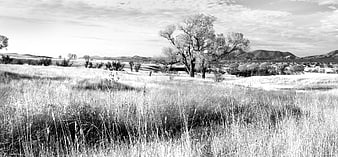 Black and White Landscape of Grassy Field with Trees and Hills
