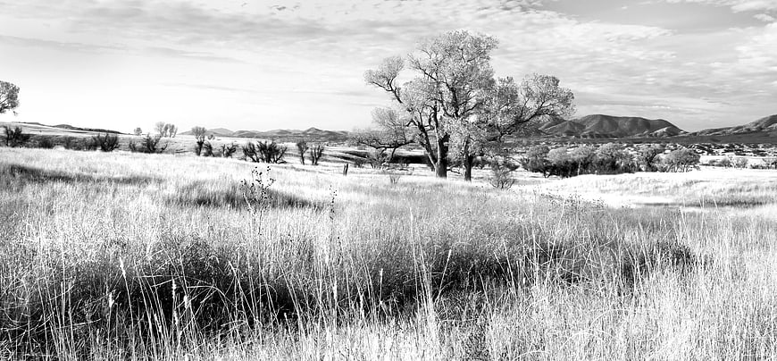 Black and White Landscape of Grassy Field with Trees and Hills
