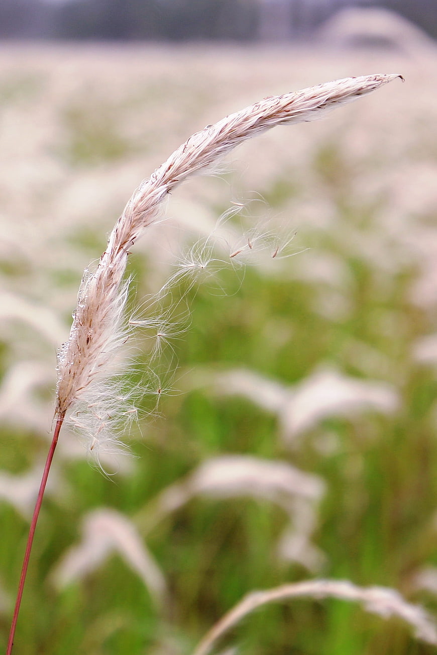 Close-up of feathery pampas grass seed head in field