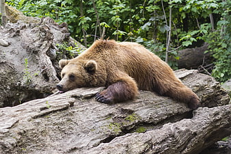 Brown bear resting on a large log in a forest