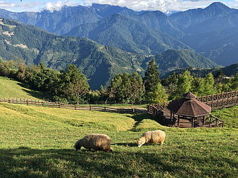 Sheep grazing on green hillside with mountain backdrop