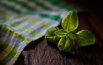 Fresh Basil Leaves on Wooden Table with Checkered Cloth