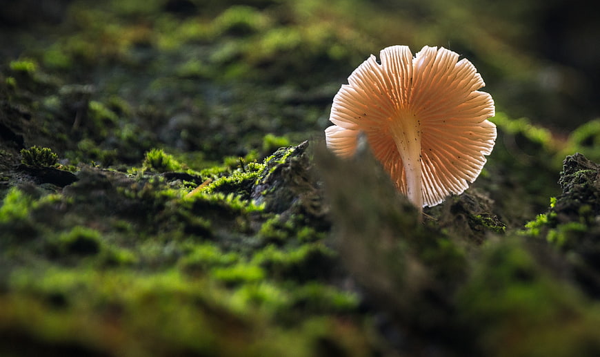 Close-up of Orange Mushroom Gills on Mossy Forest Floor