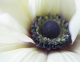 Macro photography of white anemone flower center