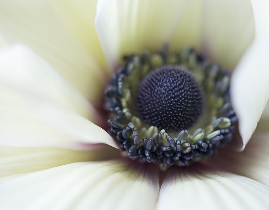 Macro photography of white anemone flower center