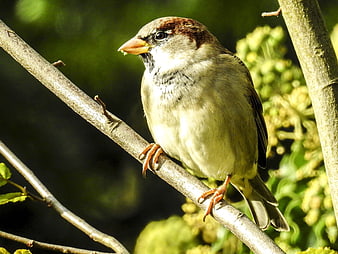 Male House Sparrow Perched on Branch in Sunlight