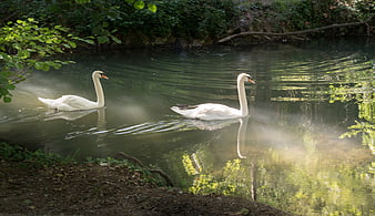 Two white swans swimming in a misty river