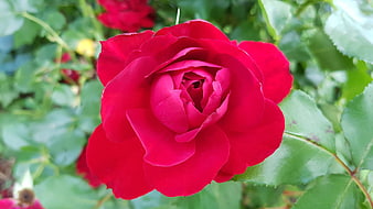 Vibrant Red Rose Close-Up with Green Leaves