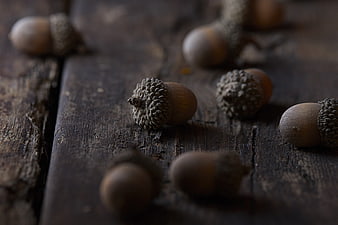 Close-up of Acorns on Rustic Dark Wood