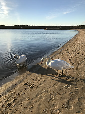 Two white swans on sandy beach at sunset