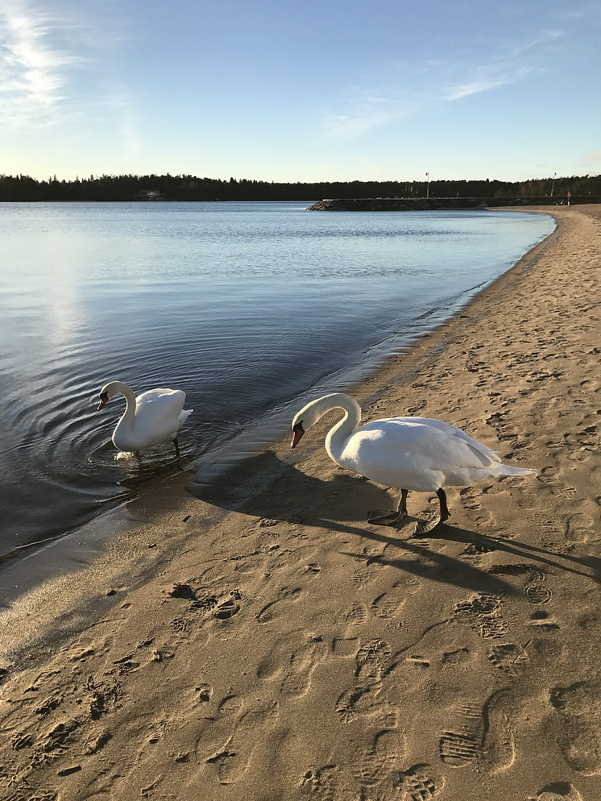 Two white swans on sandy beach at sunset