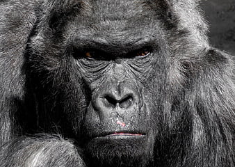 Intense Close-Up Portrait of a Silverback Gorilla Face