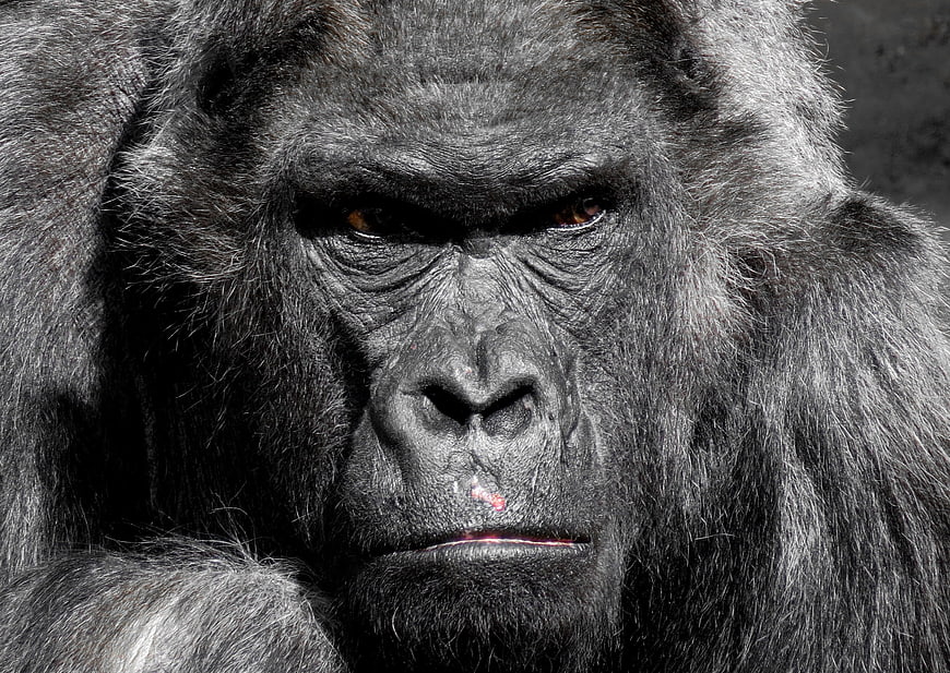 Intense Close-Up Portrait of a Silverback Gorilla Face