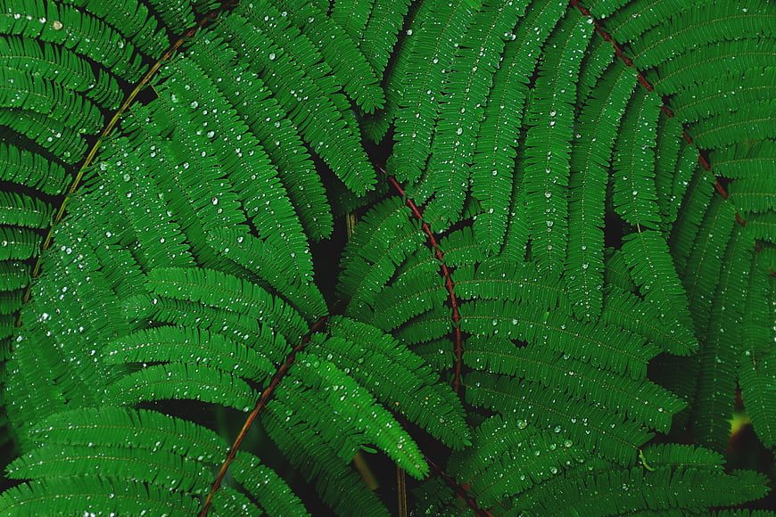 Close-up of vibrant green fern leaves with water droplets