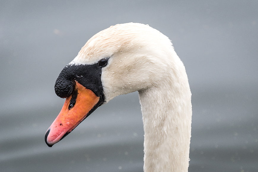 Close-up portrait of a white mute swan head and neck