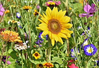 Vibrant Sunflower In Colorful Wildflower Meadow Garden