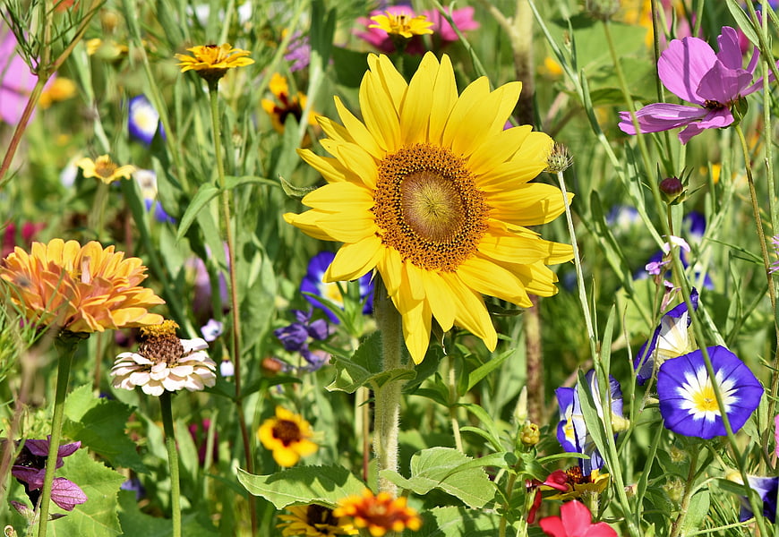 Vibrant Sunflower In Colorful Wildflower Meadow Garden