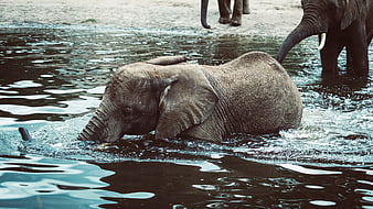 Baby elephant swimming in river with adults