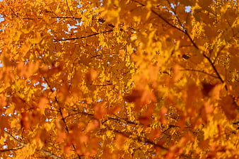 Vibrant Yellow Autumn Maple Leaves Against Blue Sky