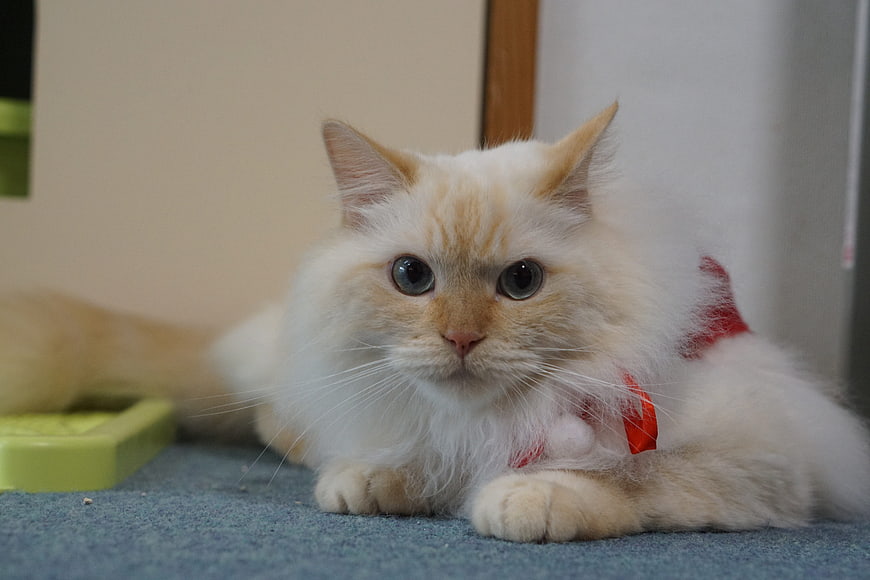 Fluffy Cream Cat with Red Bow on Blue Carpet