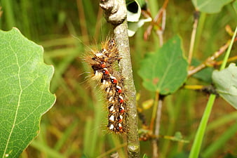 Close-up of Hairy Caterpillar on Branch
