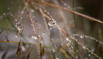 Macro shot of water droplets on dry grass stems
