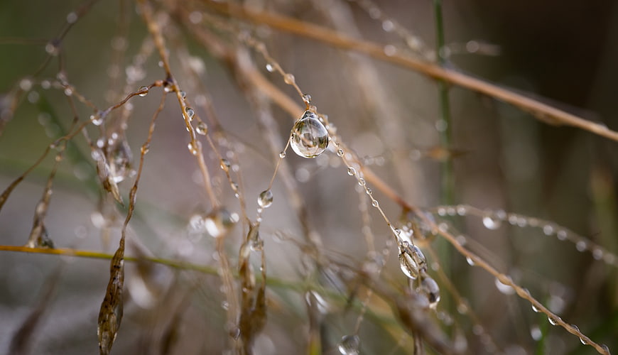 Macro shot of water droplets on dry grass stems