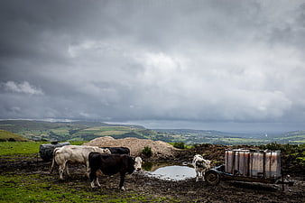 Cows grazing in muddy field with dramatic cloudy sky