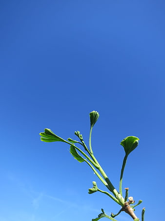 Ginkgo leaves against a clear blue sky