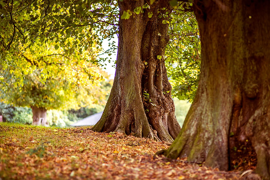 Autumn Forest Path with Large Tree Trunks and Fallen Leaves