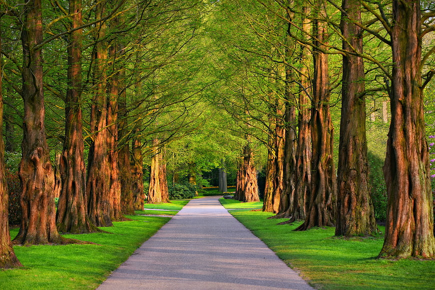 Tree-lined park pathway with vibrant green foliage and natural symmetry