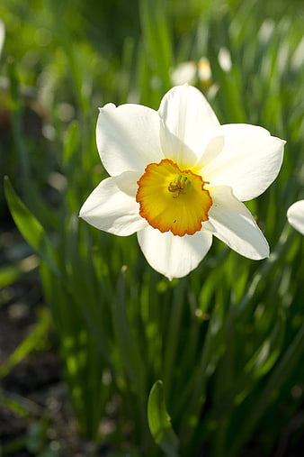 Close-up of a white narcissus flower with yellow center in spring garden