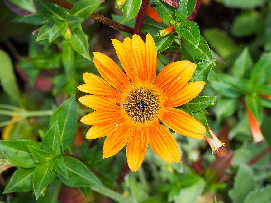 Vibrant Orange Flower with Green Leaves Close-Up