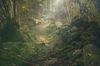 Mystical forest path with sunlight rays and mossy rocks