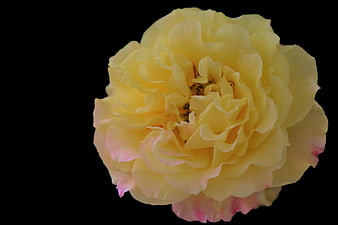 Yellow Rose with Pink Edges on Black Background