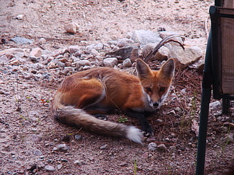 Red Fox Resting on Rocky Ground Near Chair