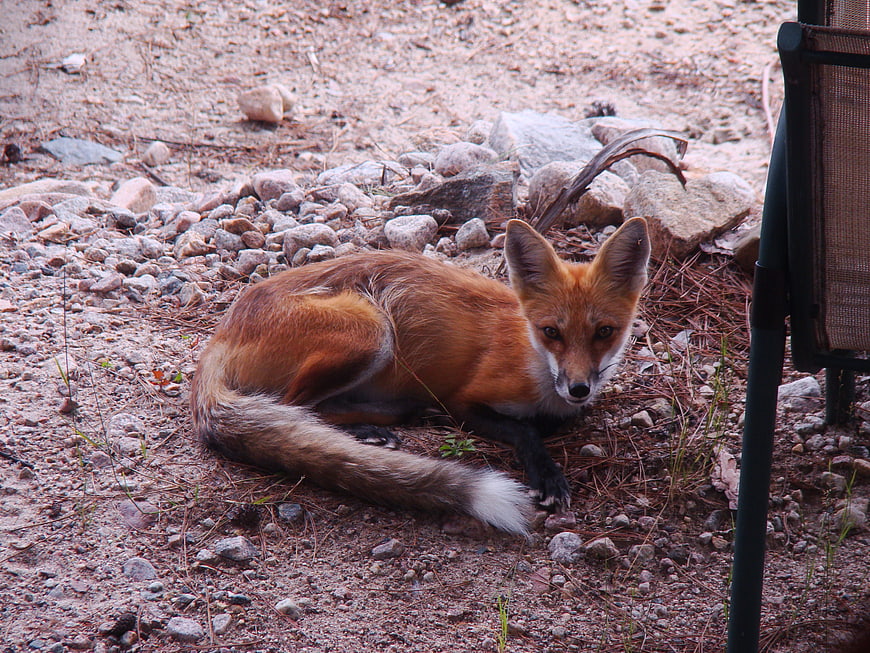 Red Fox Resting on Rocky Ground Near Chair