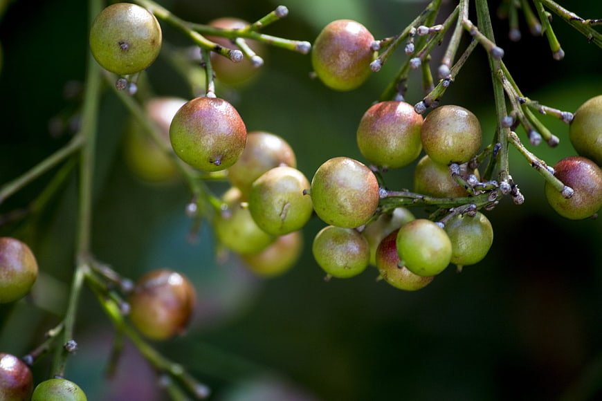 Close-up of green and reddish wild berries on a branch