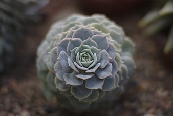 Close-up of Blue-Green Succulent Rosette
