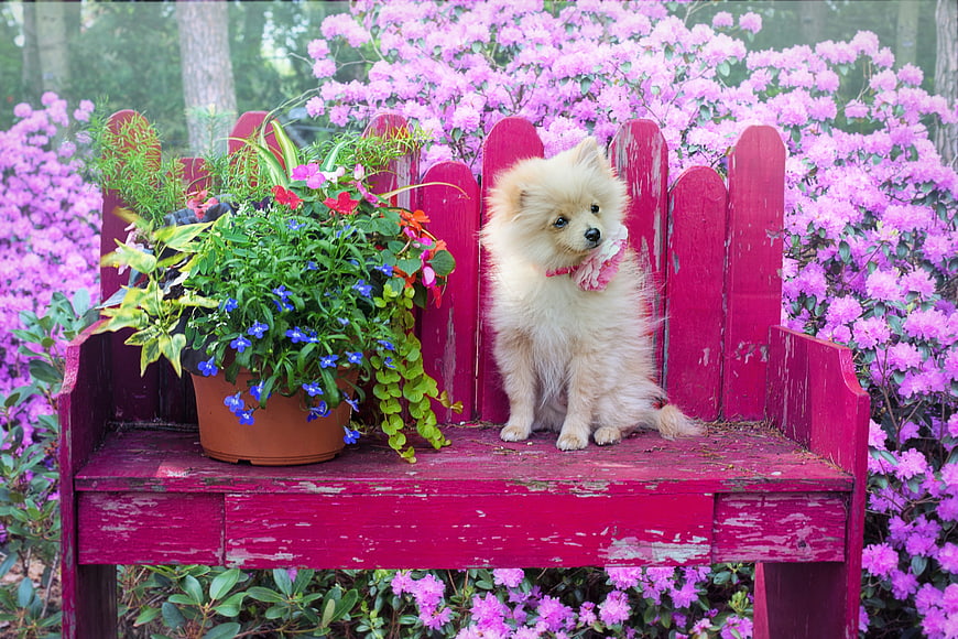 Fluffy Pomeranian Puppy Sitting on Red Garden Bench