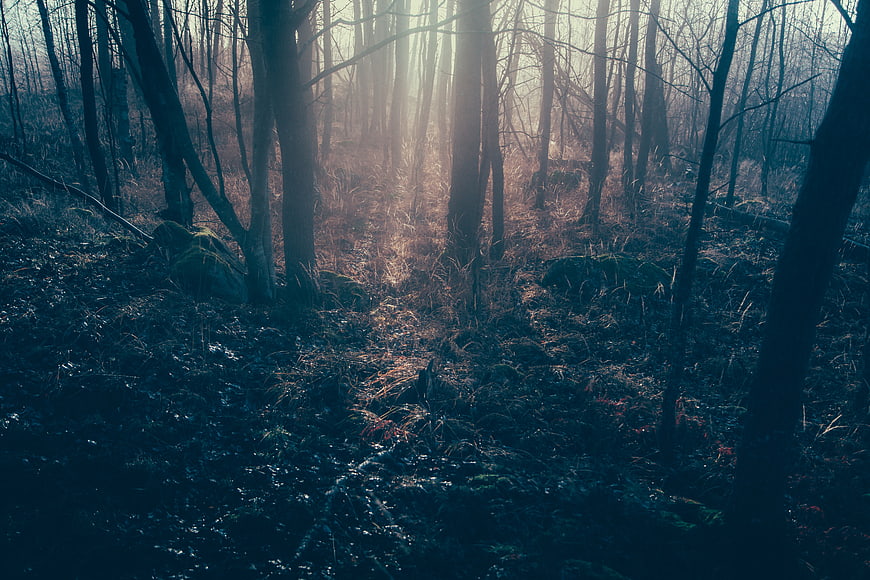 Misty Forest Path with Sunlight Filtering Through Trees