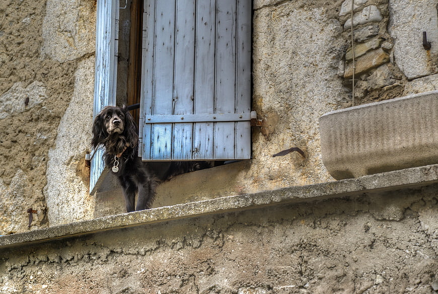 Black dog looking out of rustic stone window with blue shutters