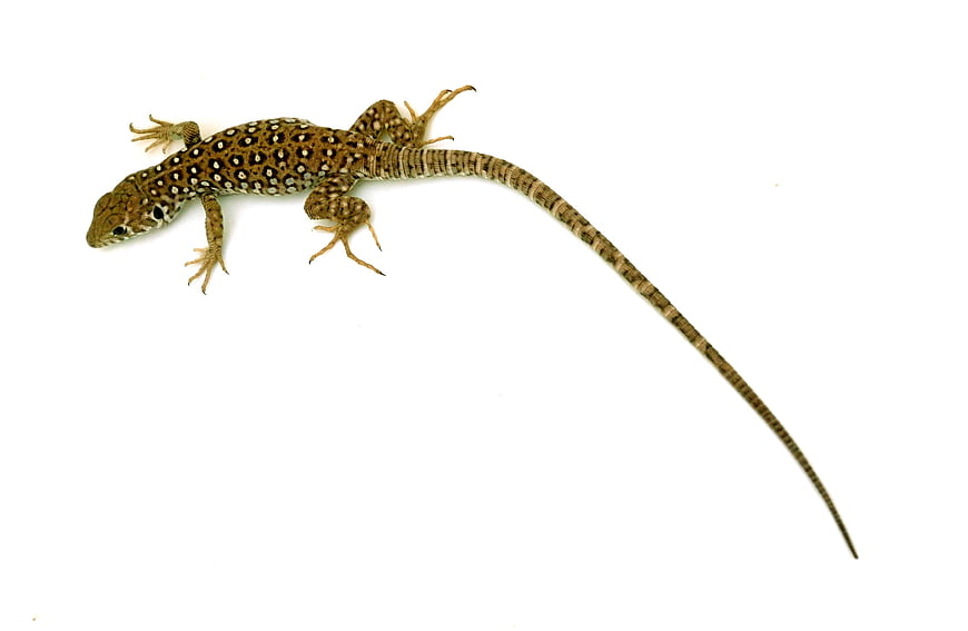 Spotted Sand Lizard Isolated on White Background