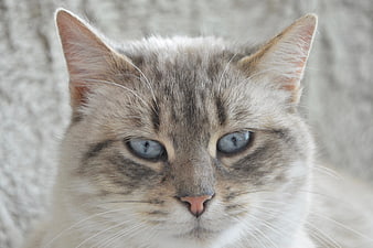 Close-up portrait of a tabby cat with blue eyes