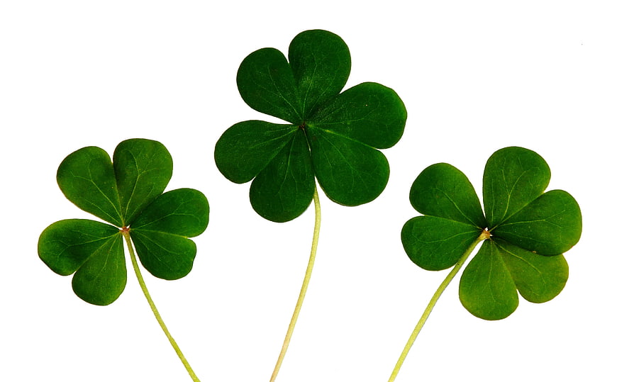 Three Green Shamrocks Isolated on White Background