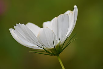 Close-up of white cosmos flower with green blurred background