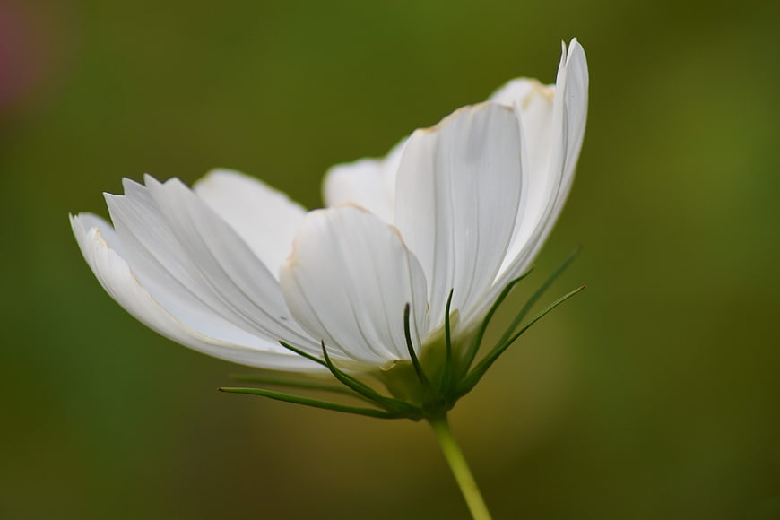 Close-up of white cosmos flower with green blurred background