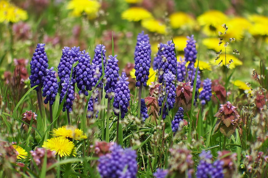 Vibrant Purple Grape Hyacinths in Spring Meadow