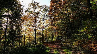 Sunlit Forest Path in Autumn with Golden Leaves